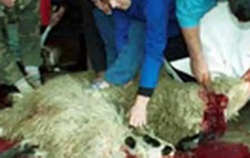 Beim schächten von Tieren