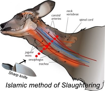islamic method of slaughtering